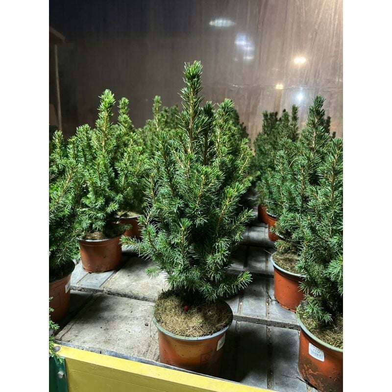 foto del prodotto picea glauca conica