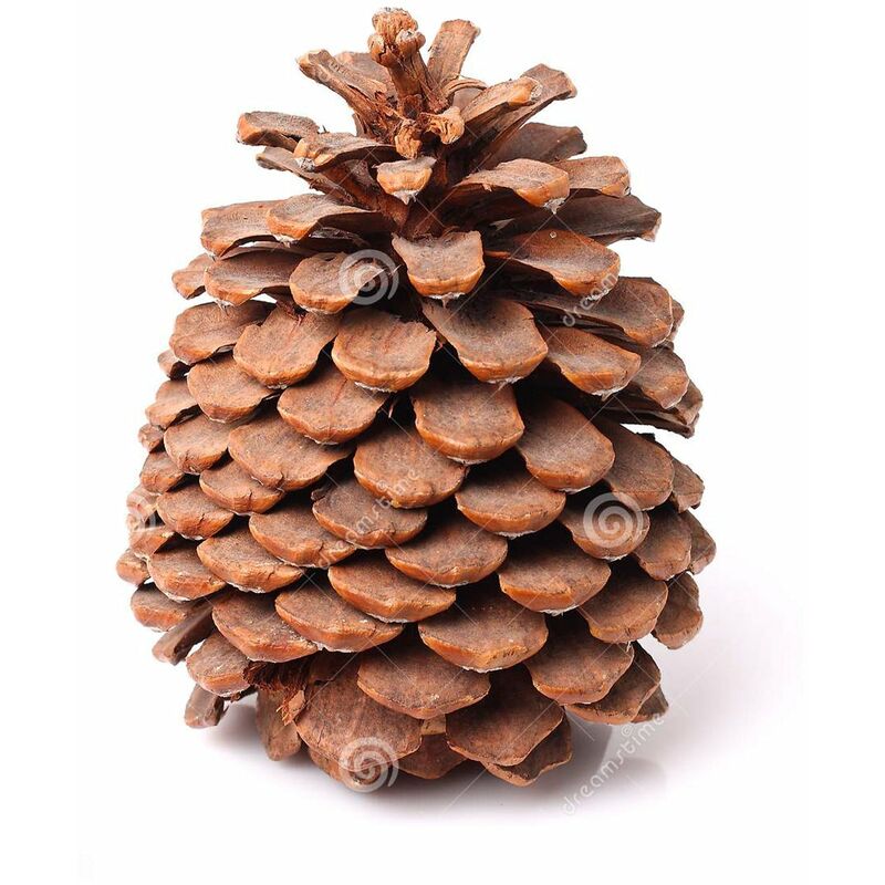 foto del prodotto pigna per albero di natale 300 g decorazione natalizia da 8 cm marrone