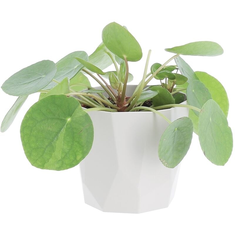 foto del prodotto pilea peperomioides con eco vaso rock grey pianta delle monete cinesi h 15 25 cm e vaso 12 cm