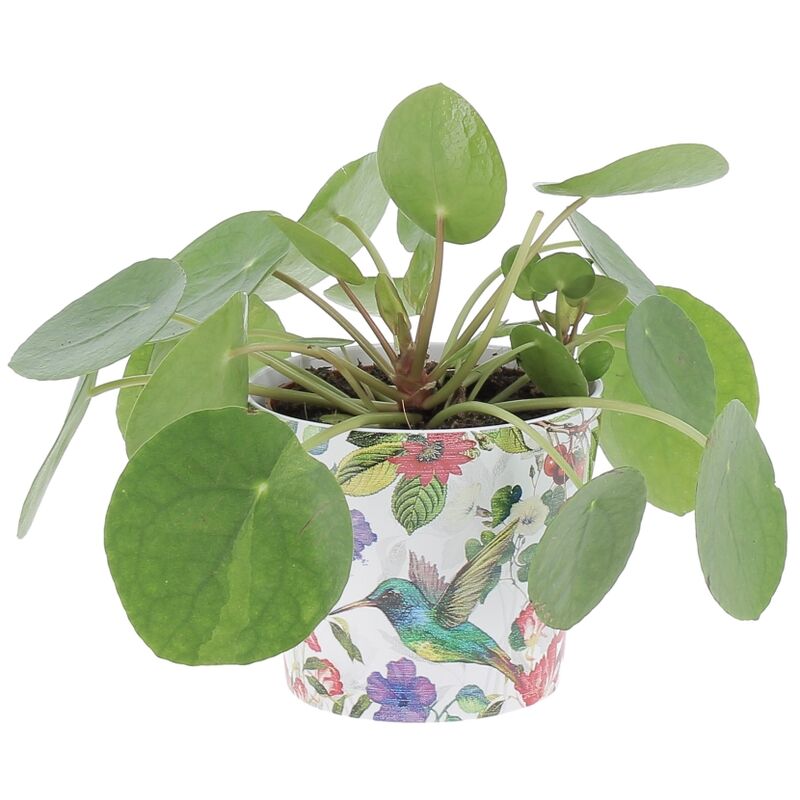 foto del prodotto pilea peperomioides con vaso in ceramica tropicana pianta delle monete cinesi h 15 25 cm e vaso 12 cm