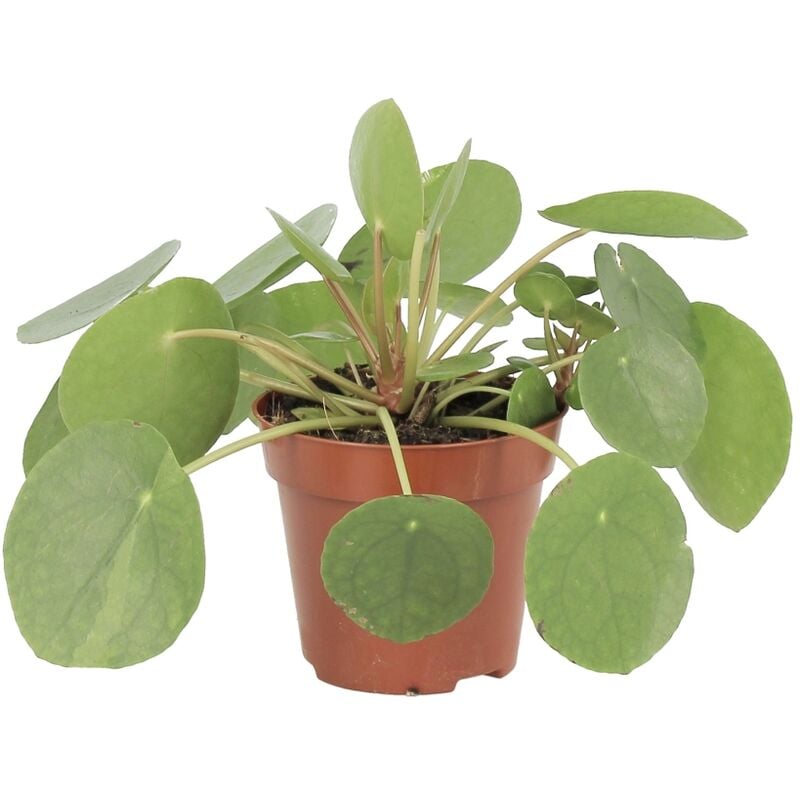 foto del prodotto pilea peperomioides pianta delle monete cinesi h 15 25 cm e vaso 12 cm