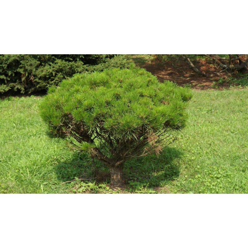 foto del prodotto pinus densiflora alice verkade pino in miniatura sempreverde vaso 20cm