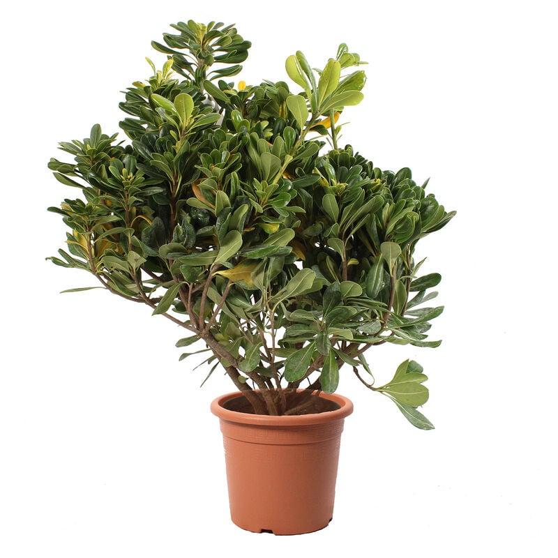 foto del prodotto pittosporum tobira piante vere da esterno h 40 50 cm vaso 18 cm