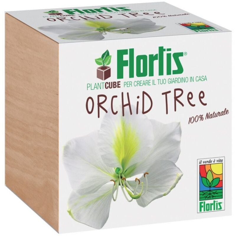 foto del prodotto plantcube orchid tree 7.5x7.5x7.5 cm giardinaggio piante fiori - flortis