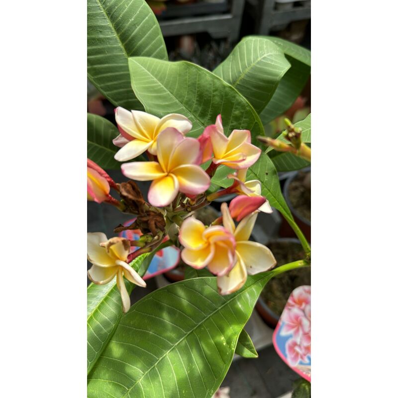 foto del prodotto plumeria captivate, frangipane, h 60cm, foto reali