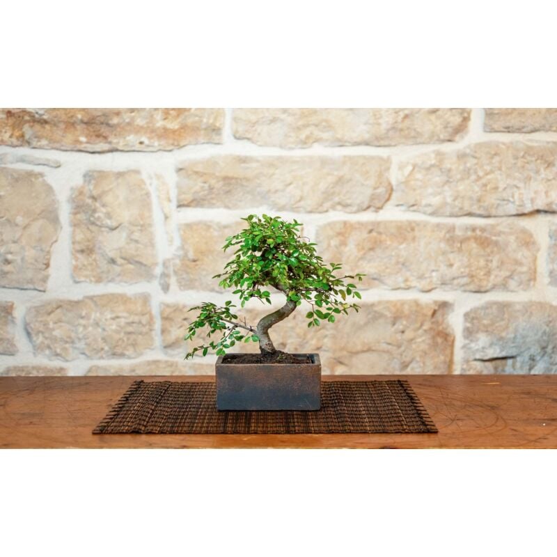 foto del prodotto pollice verde bonsai 6 anni con portavaso decorativo orientale bronzantico