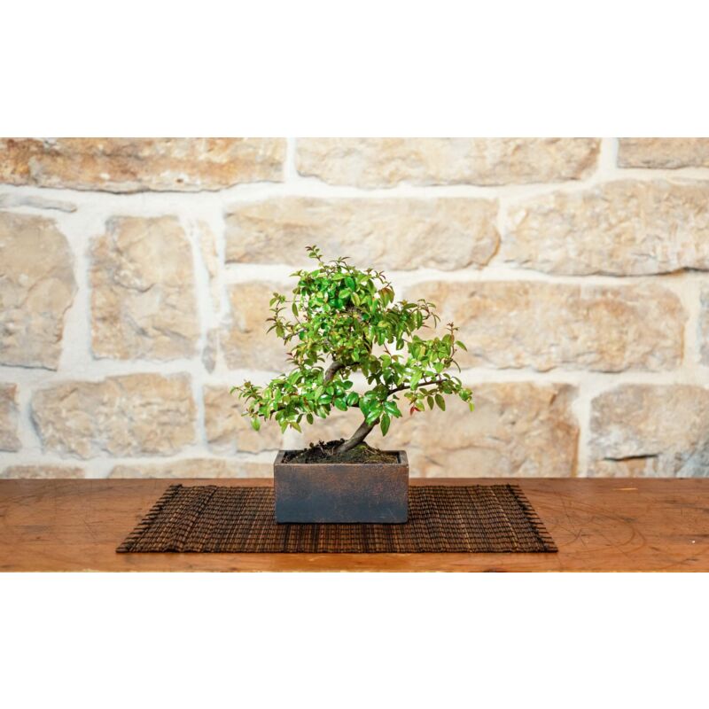 foto del prodotto pollice verde bonsai 6 anni con portavaso decorativo orientale bronzantico