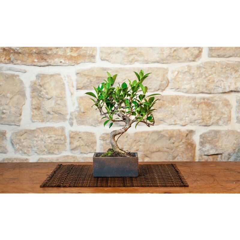 foto del prodotto pollice verde bonsai 6 anni con portavaso decorativo orientale bronzantico