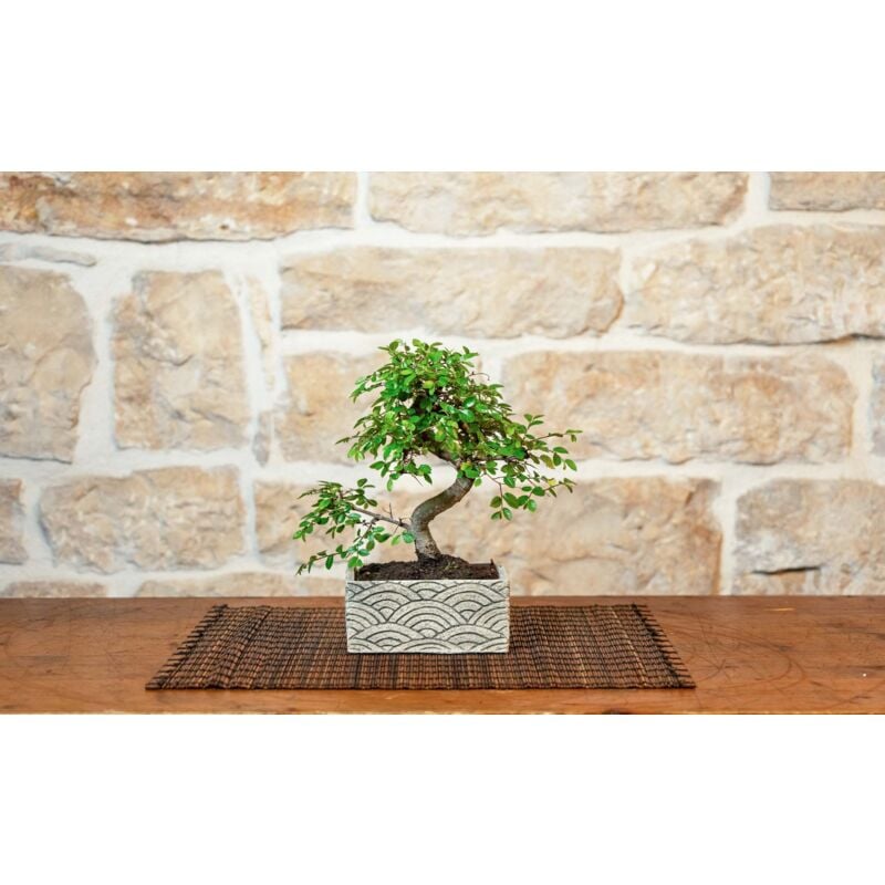 foto del prodotto pollice verde bonsai 6 anni con portavaso decorativo orientale orientale