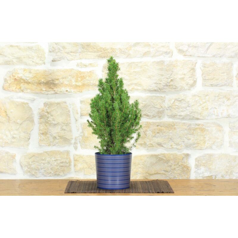 foto del prodotto pollice verde bonsai di abete in vaso motivo scozzese blu