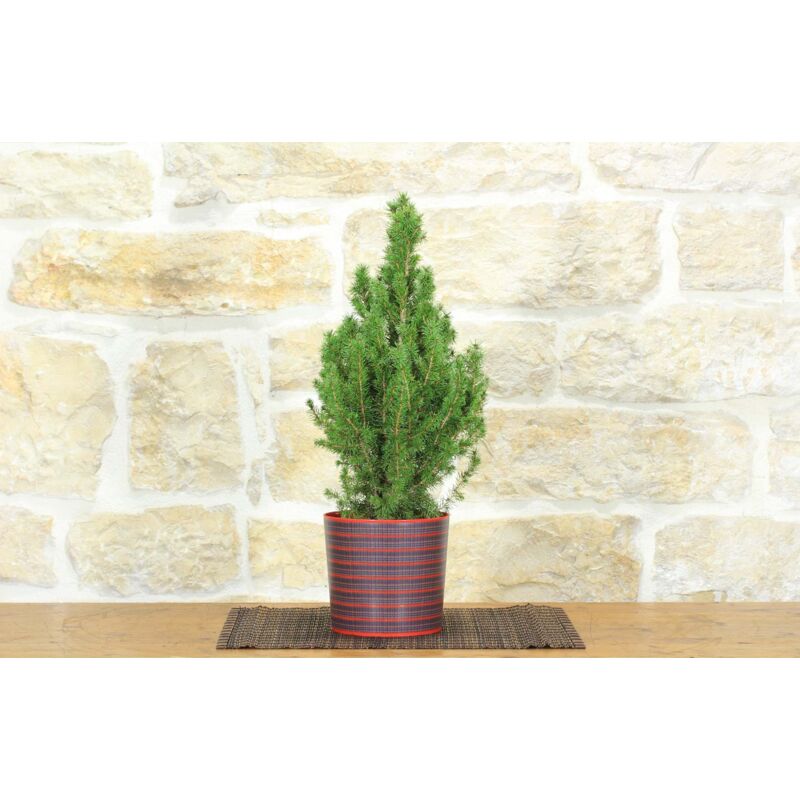 foto del prodotto pollice verde bonsai di abete in vaso motivo scozzese rosso