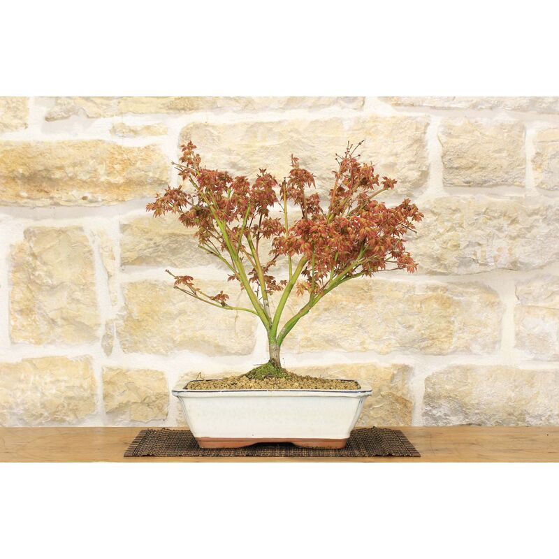 foto del prodotto pollice verde bonsai di acero palmato little princess 2 