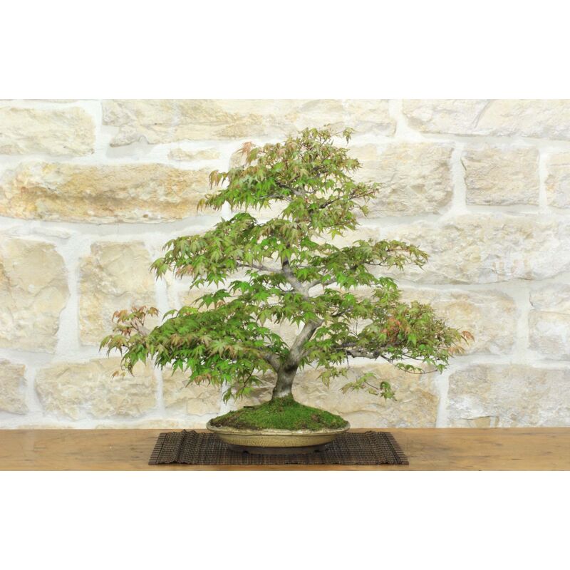 foto del prodotto pollice verde bonsai di acero palmato yamamomiji 9 