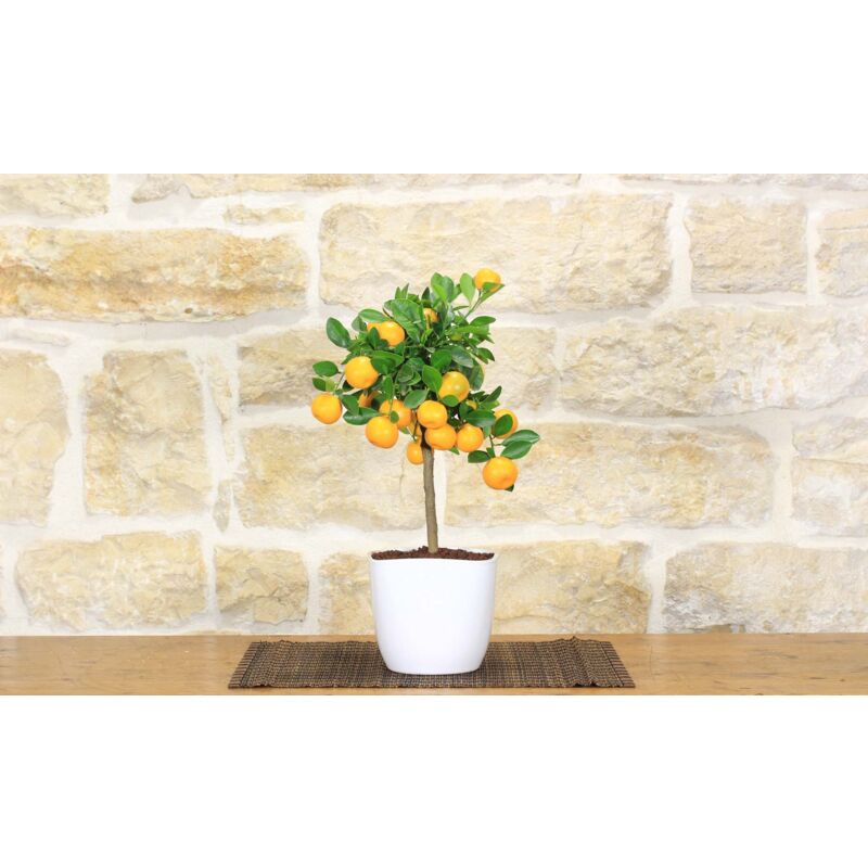 foto del prodotto pollice verde bonsai di calamondino in vaso quadrato