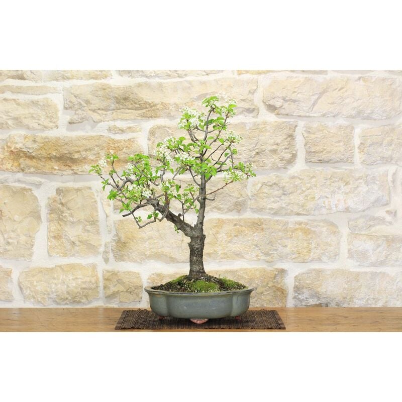 foto del prodotto pollice verde - bonsai di ciliegio selvatico 149