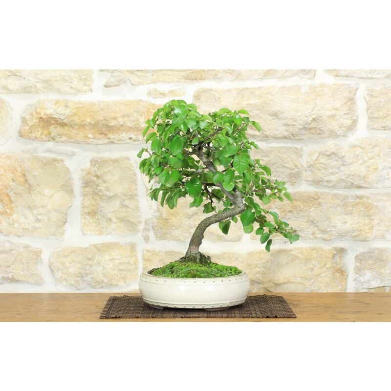 foto del prodotto pollice verde bonsai di ciliegio selvatico 158 