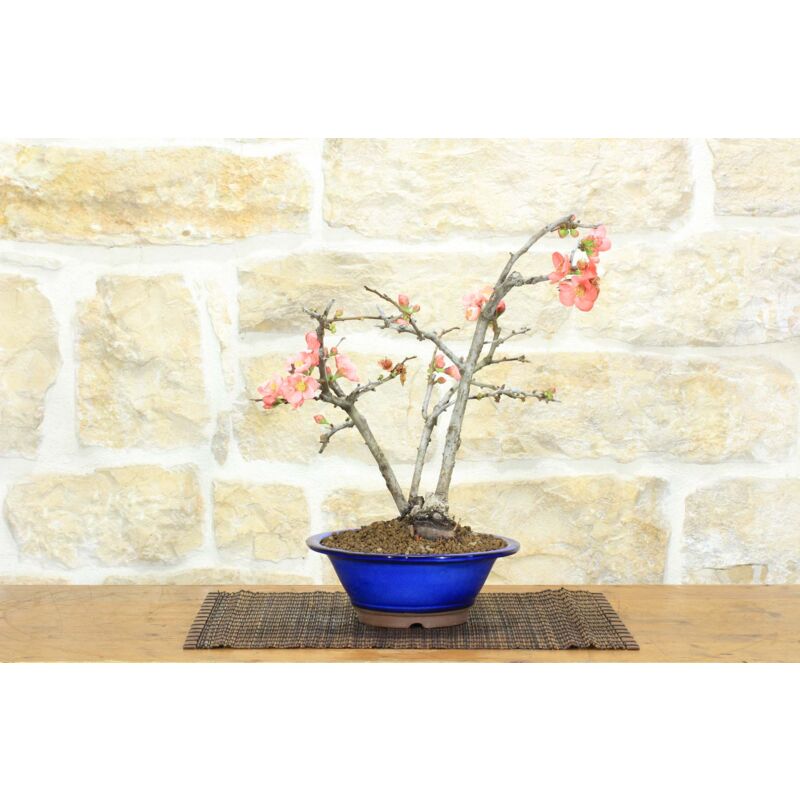 foto del prodotto pollice verde bonsai di cotogno da fiore 13 