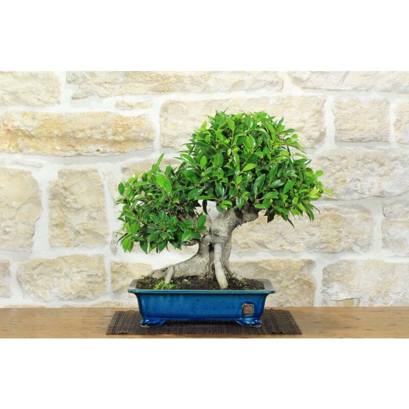foto del prodotto pollice verde - bonsai di ficus retusa 162