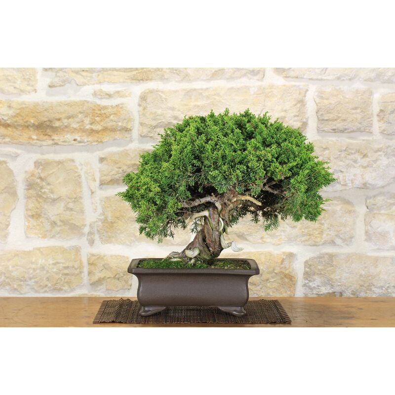 foto del prodotto pollice verde bonsai di ginepro itoigawa 100 