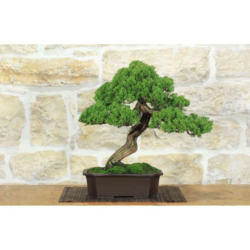 foto del prodotto pollice verde bonsai di ginepro itoigawa 121 