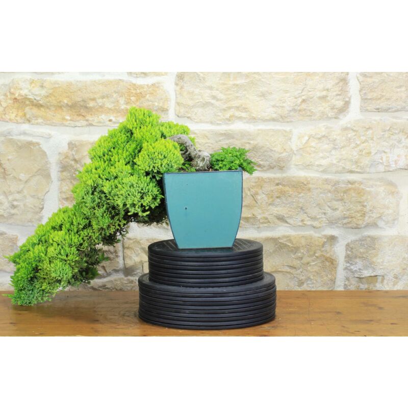 foto del prodotto pollice verde - bonsai di ginepro procumbens 15