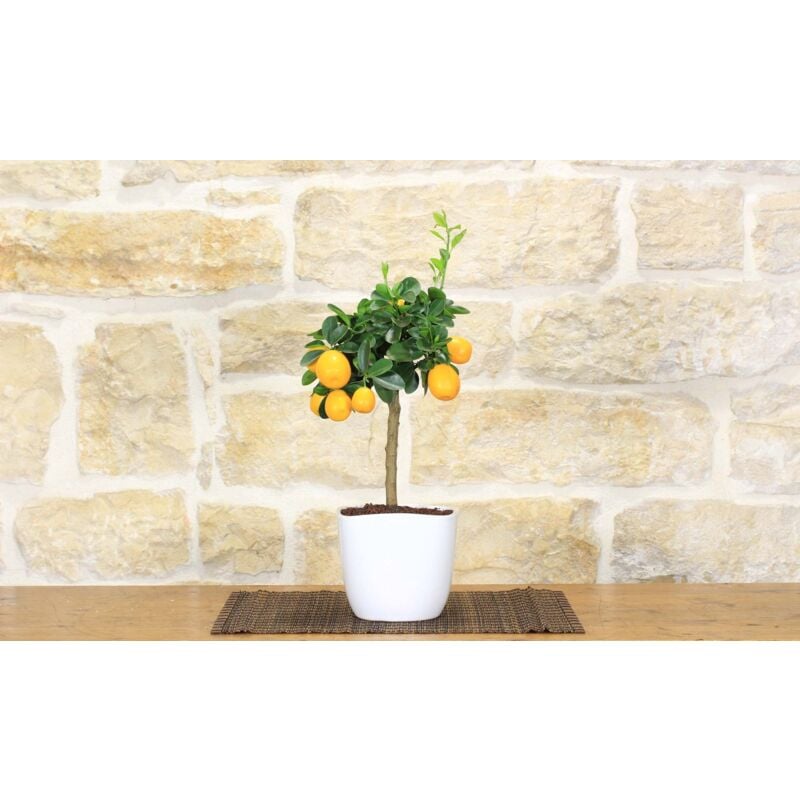 foto del prodotto pollice verde bonsai di kumquat in vaso quadrato