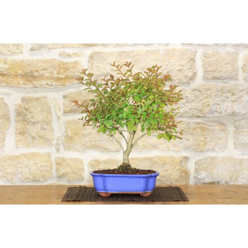 foto del prodotto pollice verde bonsai di lagerstroemia nana 38 