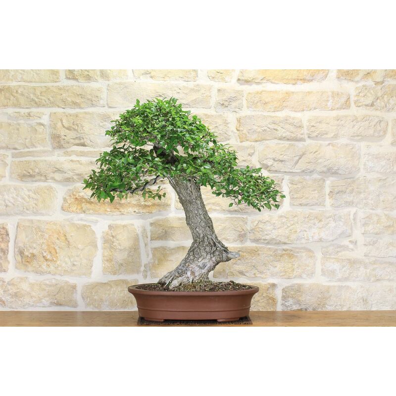 foto del prodotto pollice verde - bonsai di olmo campestre (43)