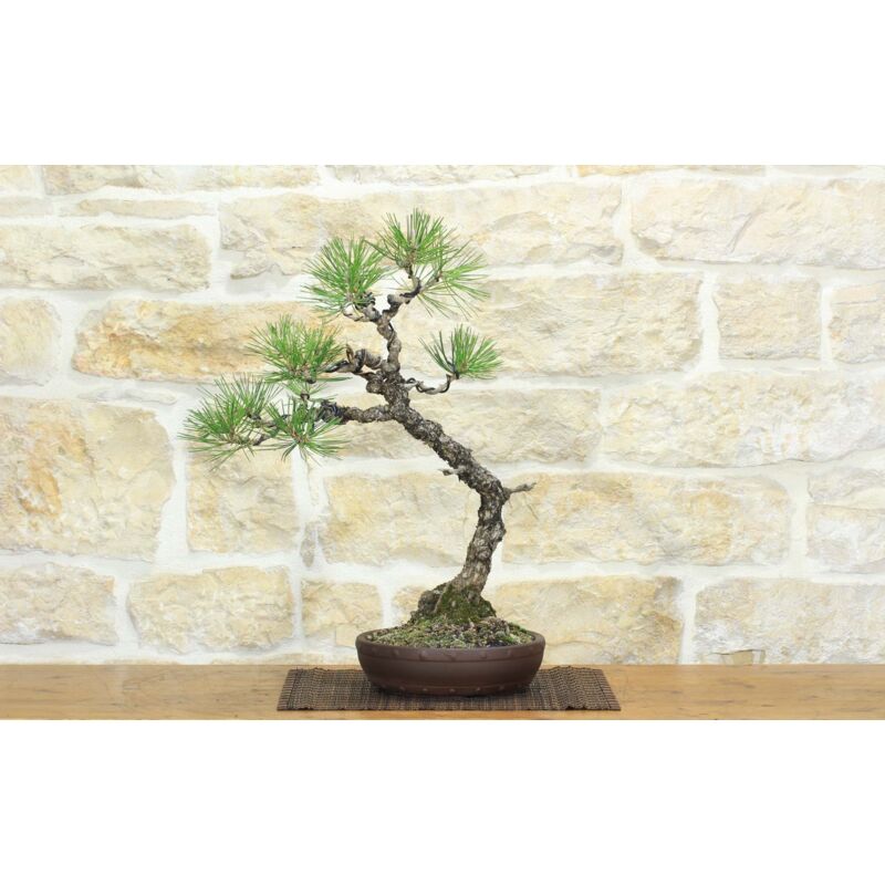foto del prodotto pollice verde bonsai di pino nero thunbergii 69 
