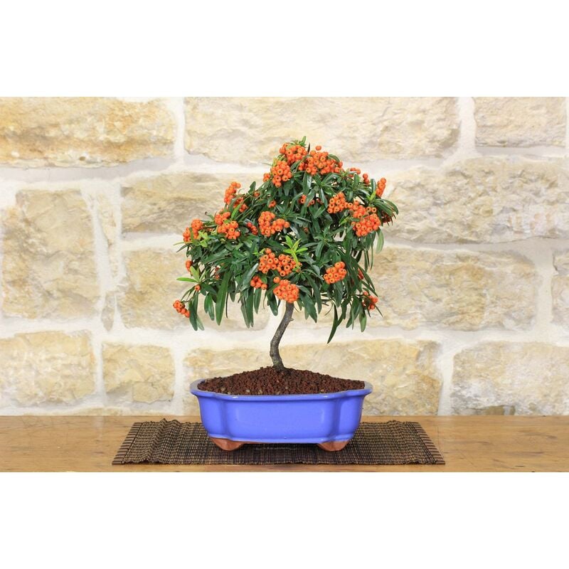 foto del prodotto pollice verde bonsai di pyracantha in vaso a nuvola azzurro bacche arancioni