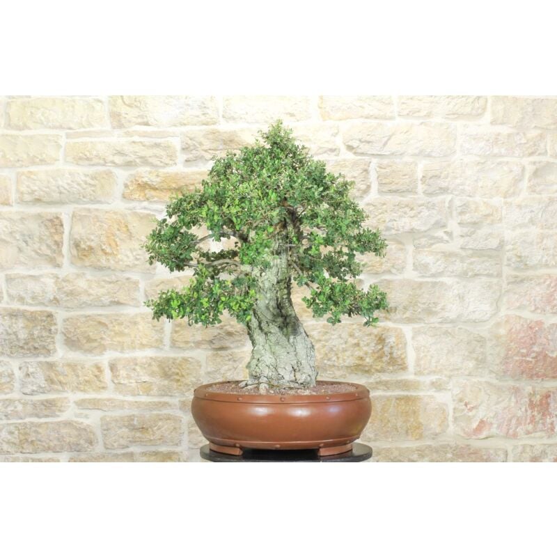 foto del prodotto pollice verde bonsai di quercia da sughero 47 