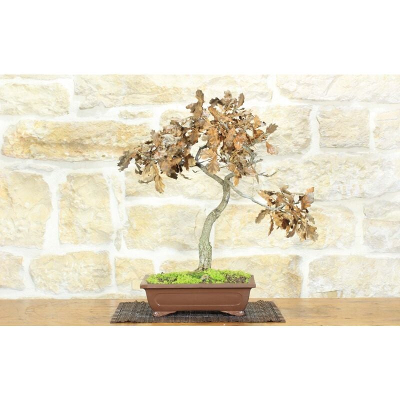 foto del prodotto pollice verde bonsai di quercia roverella 45 
