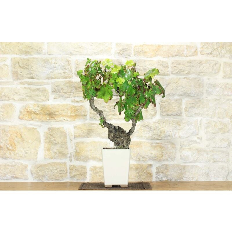 foto del prodotto pollice verde - bonsai di vite (107)