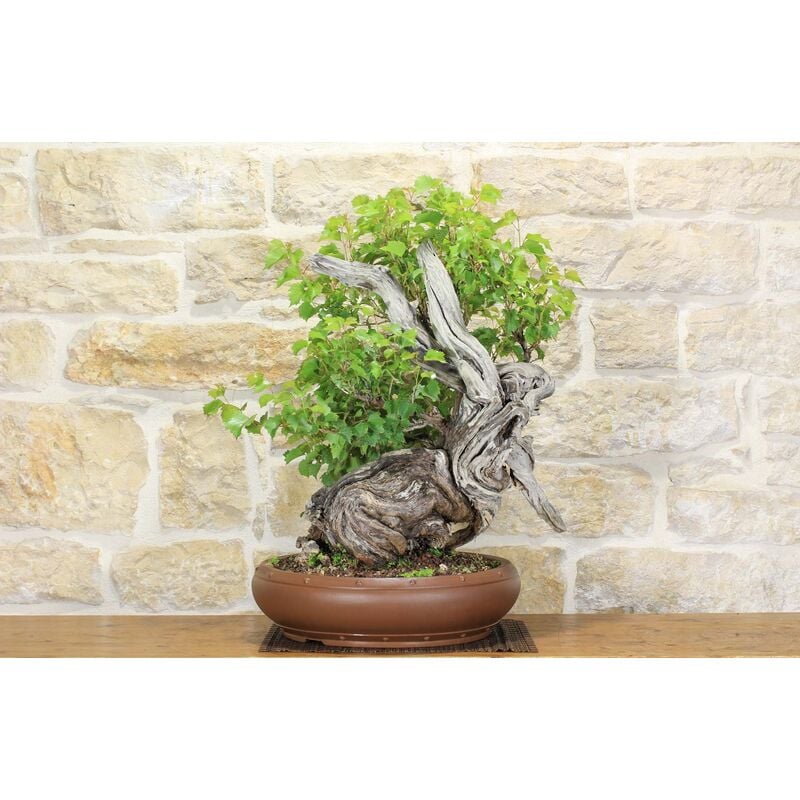 foto del prodotto pollice verde bonsai yamadori di vite selvatica 3 
