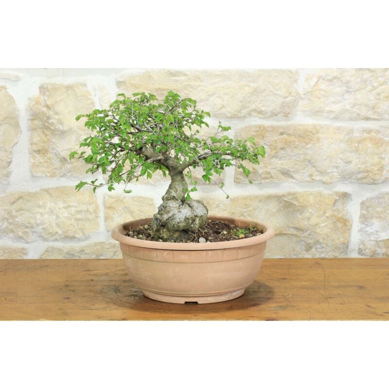 foto del prodotto pollice verde pre bonsai di olmo campestre 1 