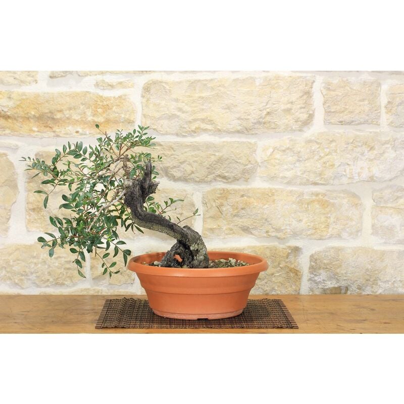 foto del prodotto pollice verde pre bonsai yamadori di lentisco 1 