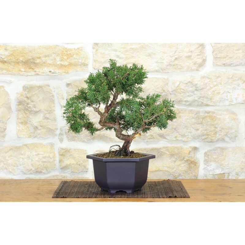 foto del prodotto pollice verde prebonsai di ginepro kishu 9 