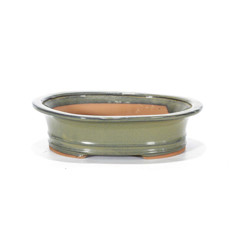 foto del prodotto pollice verde vaso bonsai smaltato ovale cm. 26 beige