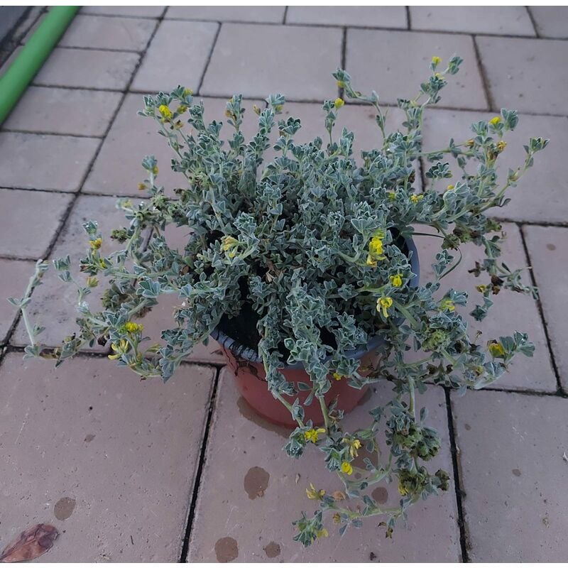 foto del prodotto polygonum capitatum v15