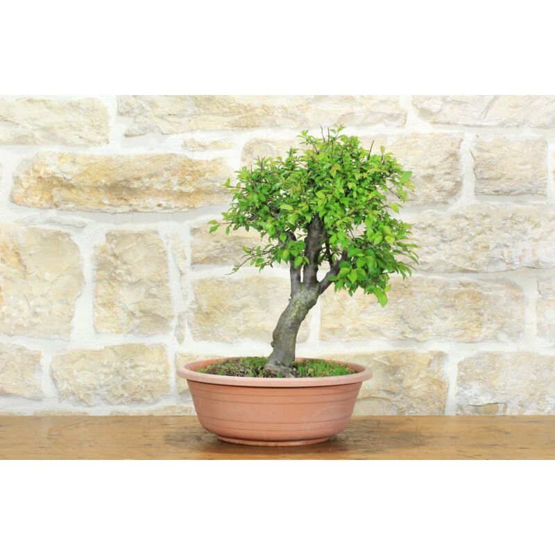 foto del prodotto pre bonsai di albicocco selvatico 8 