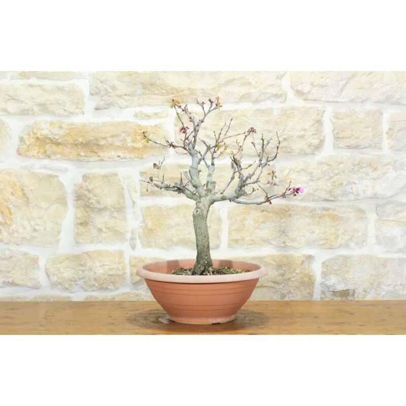 foto del prodotto pre bonsai di cercis albero di giuda 1 