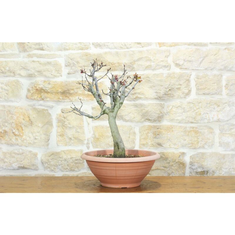 foto del prodotto pre bonsai di cercis albero di giuda 3 