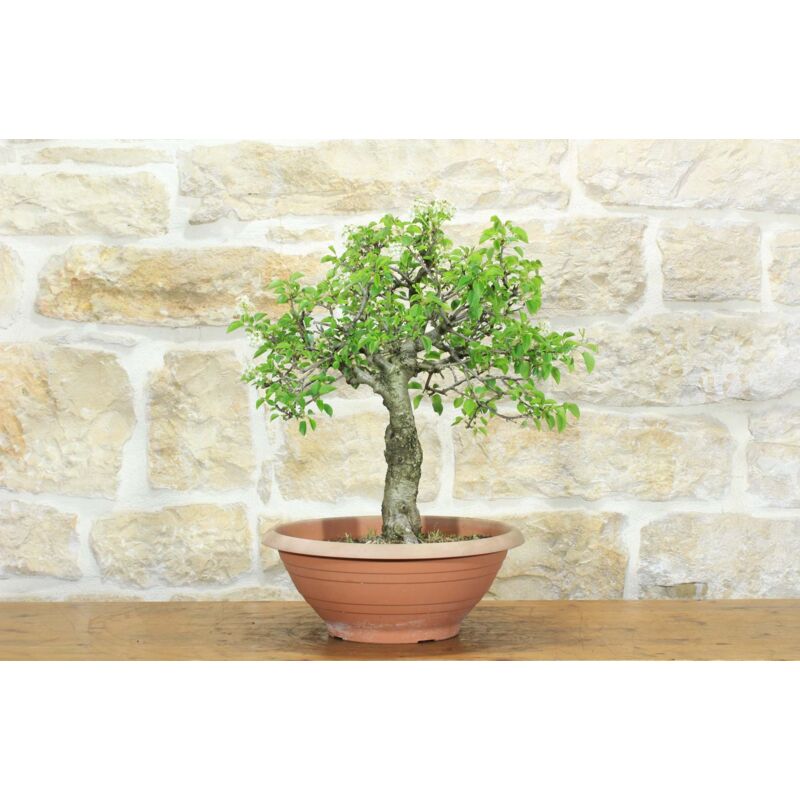 foto del prodotto pre bonsai di ciliegio selvatico 3 