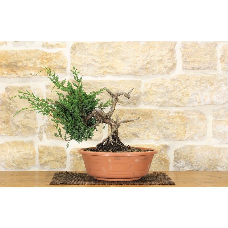 foto del prodotto pre bonsai di ginepro 2 