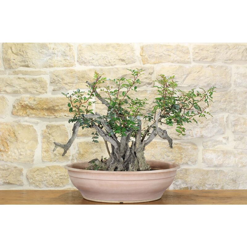 foto del prodotto pre bonsai yamadori di lentisco 2 