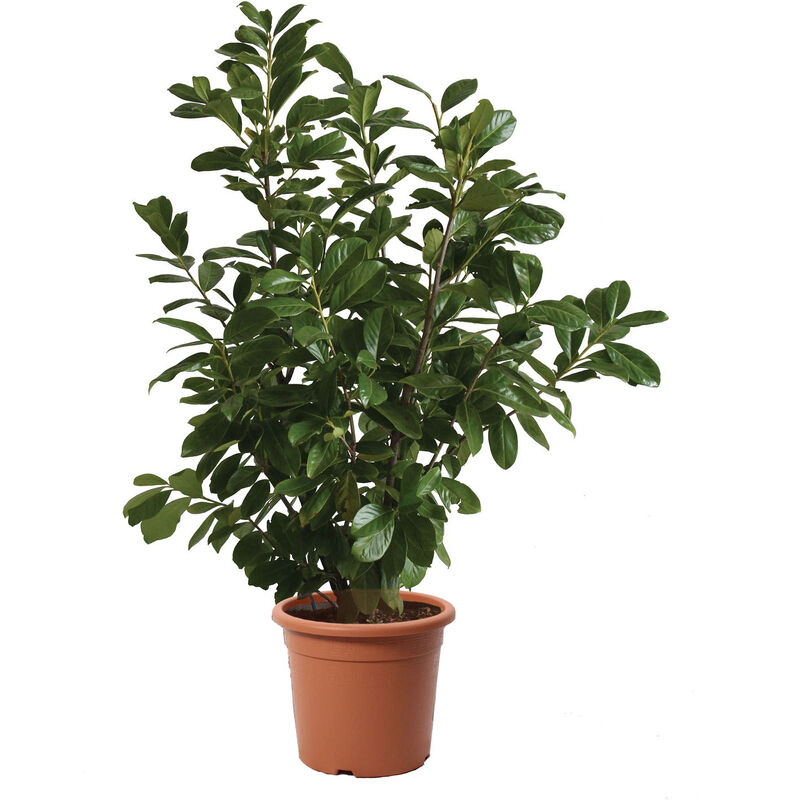 foto del prodotto prunus laurocerasus novita piante vere da esterni h 80 100 cm vaso 24 cm