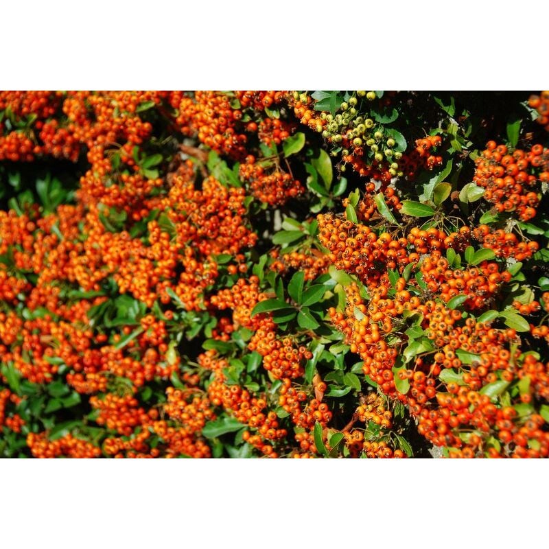foto del prodotto pyracantha agozzino vaso 16cm