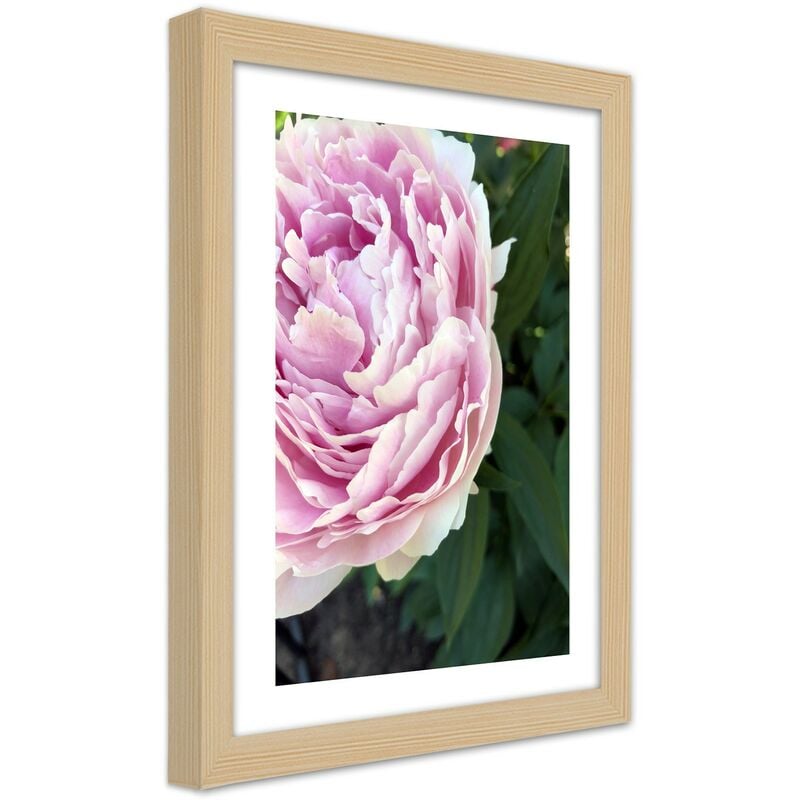 foto del prodotto quadro con cornice, bella peonia rosa - 20x30