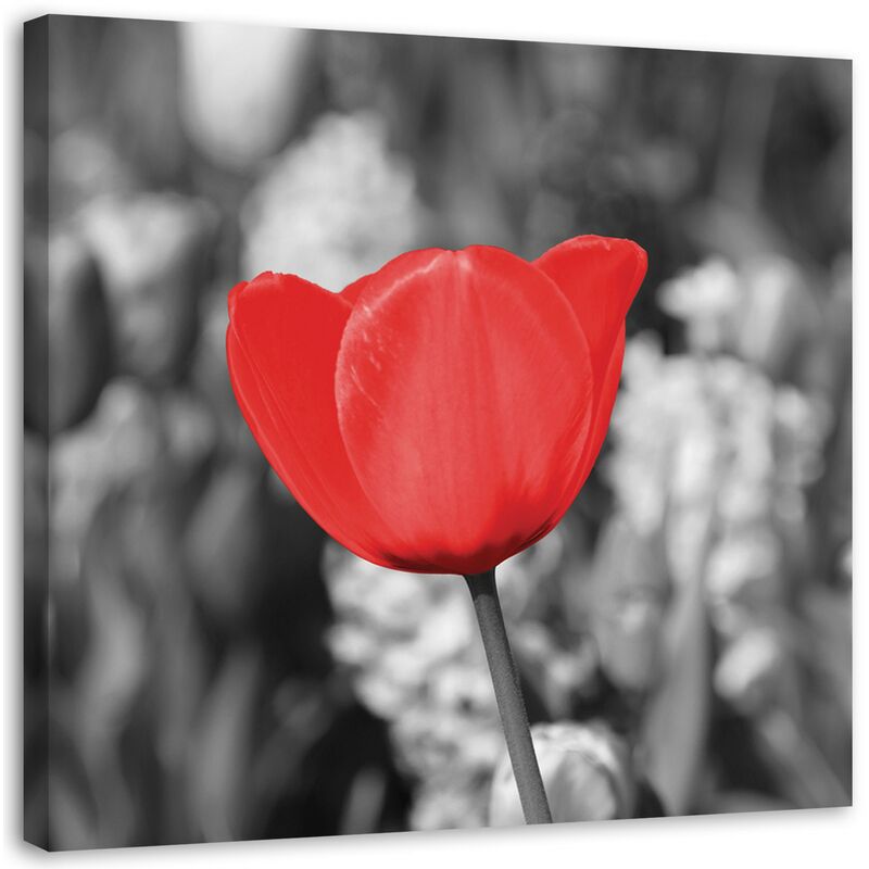 foto del prodotto quadro su tela, moderno fiore di tulipano rosso su prato - 40x40