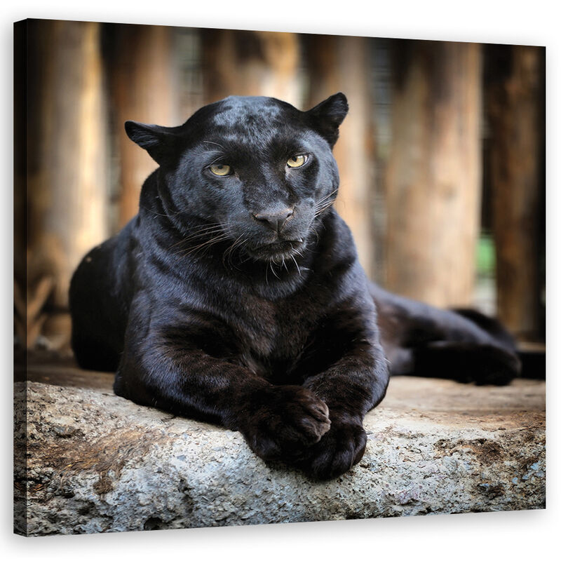 foto del prodotto quadro su tela, pantera nera 50x50